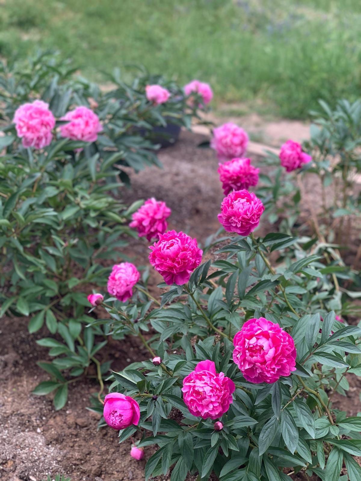 Vivid pink peonies blooming in the California farmhouse garden
